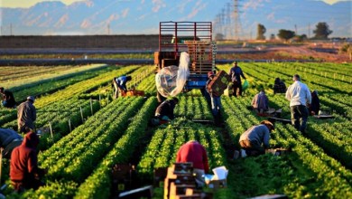 Photo of Tarımsal Üretim Destekleri İçin Yeni Model Önerisi