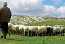 Photo of HIZIR YERLEŞİM VE TOPLUMSAL KALKINMA PROJESİ