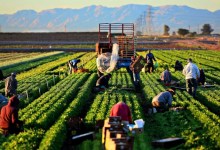 Photo of Tarımsal Üretim Destekleri Raporu