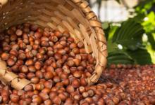 Photo of Fındık Raporu